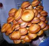 Stockschwämmchen, Foto 40