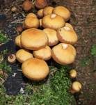 Stockschwämmchen, Foto 41