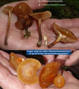 Stockschwämmchen, Foto 6