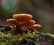 Stockschwämmchen, Foto 44