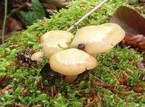 Stockschwämmchen, Foto 46