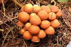 Stockschwämmchen, Foto 51