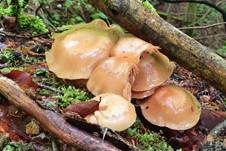 Stockschwämmchen, Foto 53