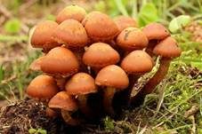 Stockschwämmchen, Foto 54