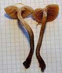 Stockschwämmchen, Foto 56