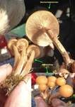 Stockschwämmchen, Foto 59