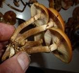 Stockschwämmchen, Foto 60