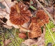 Stockschwämmchen, Foto 63