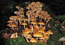 Stockschwämmchen, Foto 67