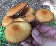 Stockschwämmchen, Foto 70