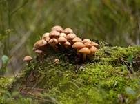 Stockschwämmchen, Foto 72