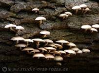 Stockschwämmchen, Foto 74