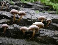 Stockschwämmchen, Foto 75