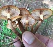 Stockschwämmchen, Foto 76