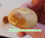 Stockschwämmchen, Foto 79