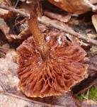 Stockschwämmchen, Foto 80
