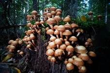 Stockschwämmchen, Foto 82