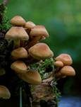 Stockschwämmchen, Foto 83