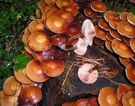 Stockschwämmchen, Foto 11