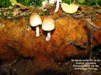 Strahlfüßiger Tintling, Foto 7