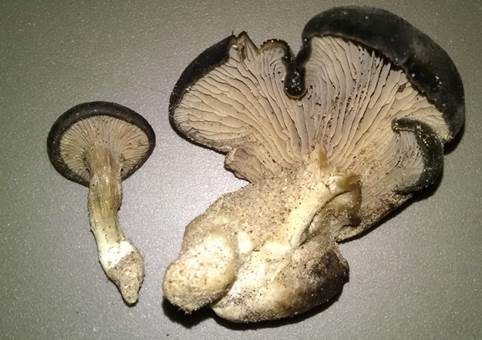 Strandhafer-Muscheling, Foto 2