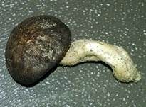 Strandhafer-Muscheling, Foto 8