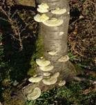 Striegelige Tramete, Foto 74