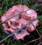 Striegeliger Kreiselpilz, Foto 18