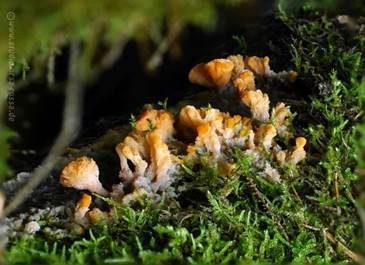 Striegeliger Kreiselpilz, Foto 4