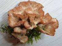 Striegeliger Kreiselpilz, Foto 24