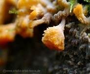 Striegeliger Kreiselpilz, Foto 26