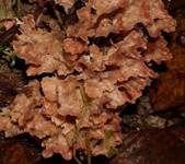 Striegeliger Kreiselpilz, Foto 6