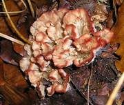 Striegeliger Kreiselpilz, Foto 7