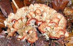 Striegeliger Kreiselpilz, Foto 10