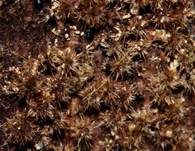 Striegeliger Kugelpilz, Foto 6