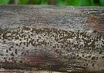 Striegeliger Kugelpilz, Foto 10