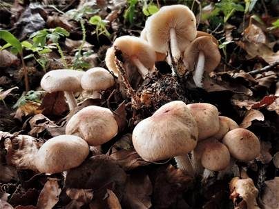 Striegeliger Rübling, Foto 2