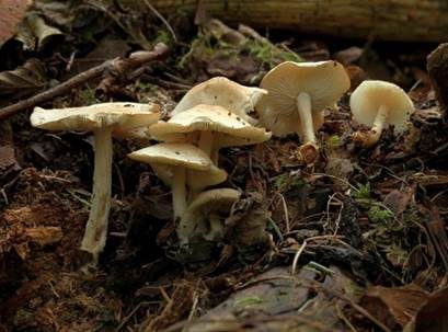 Striegeliger Rübling, Foto 3
