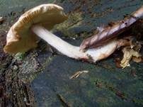 Striegeliger Rübling, Foto 17