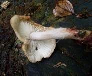 Striegeliger Rübling, Foto 18