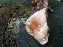 Striegeliger Rübling, Foto 22