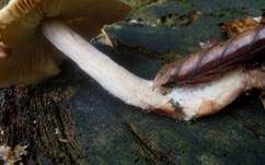 Striegeliger Rübling, Foto 23