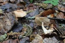 Striegeliger Rübling, Foto 24