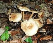 Striegeliger Rübling, Foto 27
