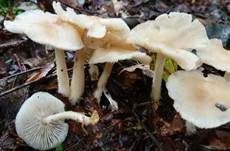 Striegeliger Rübling, Foto 28