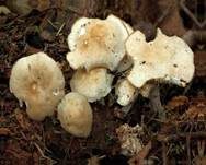 Striegeliger Rübling, Foto 31