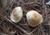 Striegeliger Rübling, Foto 39