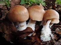 Striegeliger Rübling, Foto 6