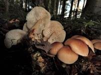 Striegeliger Rübling, Foto 7