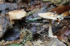 Striegeliger Rübling, Foto 10